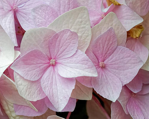 Wall Art featuring the photograph Romantic Flamingo Hydrangea by KJ Swan