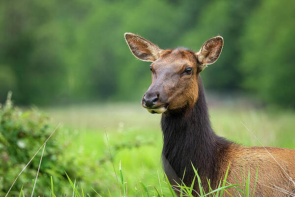 California Wall Art featuring the photograph Roosevelt Elk-2 by Diane Moller