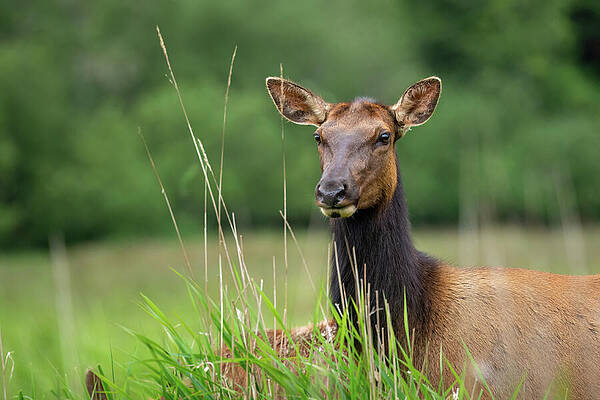 California Wall Art featuring the photograph Roosevelt Elk-3 by Diane Moller