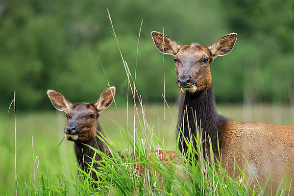 California Wall Art featuring the photograph Roosevelt Elk-4 by Diane Moller