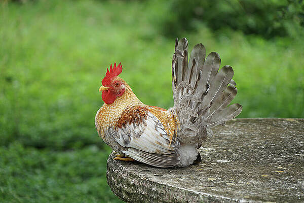 Colorful Rooster on Stone Table Wall Art
