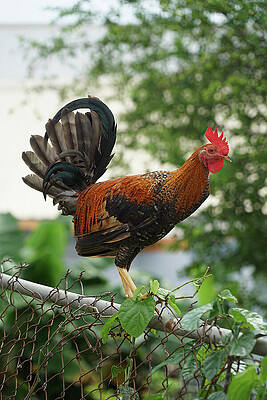 Colorful Rooster on Fence Wall Art