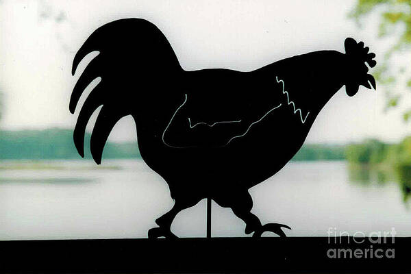 Nature Wall Art featuring the photograph Rooster Silhouette by Mark Triplett