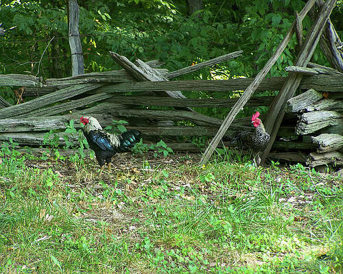 Wall Art featuring the photograph Roosters On The Homestead by Flees Photos