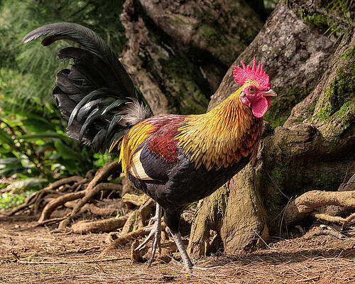Wall Art featuring the photograph Rooster's Run by American Landscapes