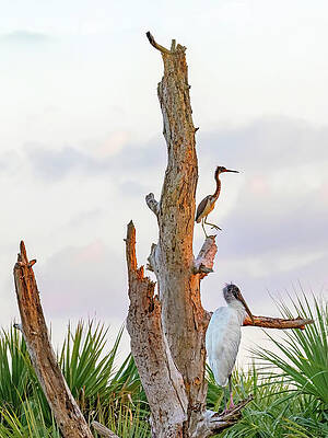 Wall Art featuring the photograph Roosting At Sundown by Gina Fitzhugh