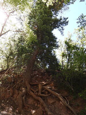 Colorado Wall Art featuring the photograph Rooted Tree by Amanda R Wright