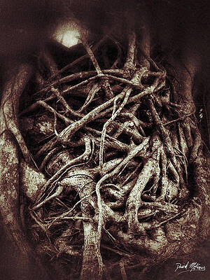 Nature Photograph - Roots by David McKinney