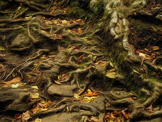 Nature Wall Art featuring the photograph Roots Of Life by Dodie Ross