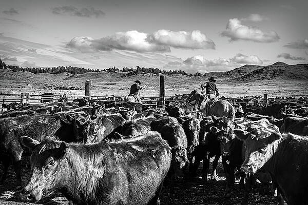 Wall Art featuring the photograph Roping Calves For Branding by Carla E