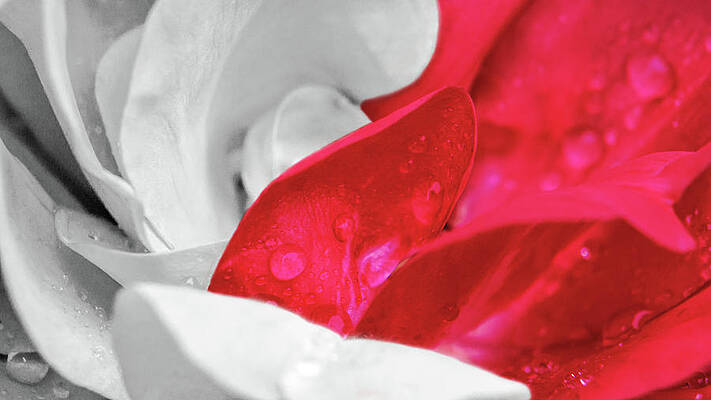 Wall Art featuring the photograph Rosa Revolution by Jason Fink