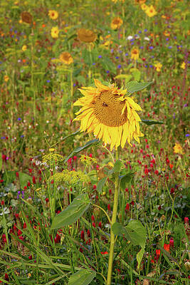 Nature Photograph - Rosbrin Sunflower Worker by Mark Callanan