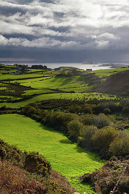 Nature Photograph - Roscarbury Gold by Mark Callanan