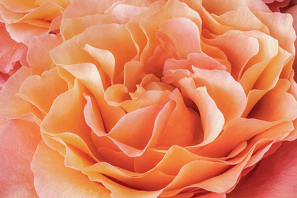 Closeup Wall Art featuring the photograph Pure Delight by Elvira Peretsman