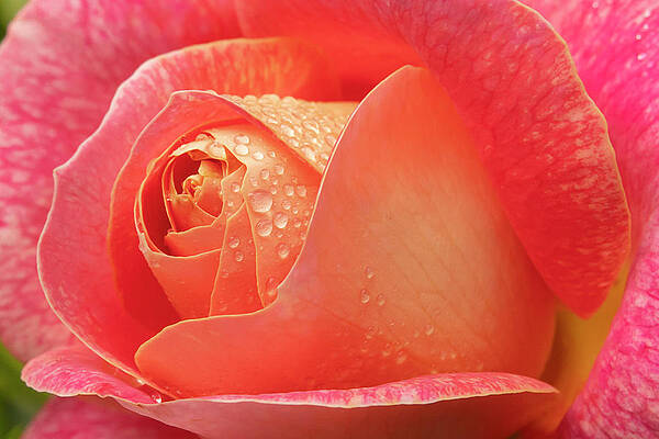 Summer Photograph - Rose And Rain by Mary Jo Allen