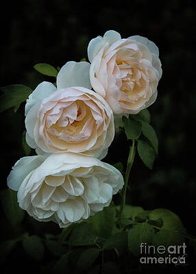 Beautiful Photograph - Rose Angels by D Lee
