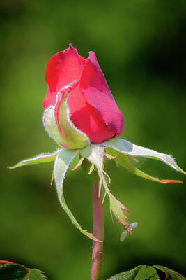 Rose Wall Art featuring the photograph Rose Bud by Linda Triplett
