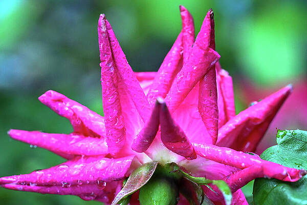 Water Photograph - Rose Curls by Harry Banks