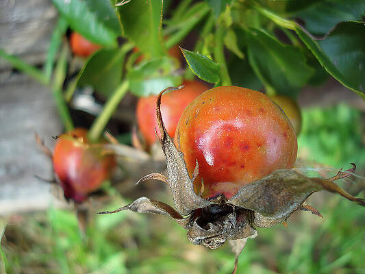 Nature Photograph - Rose Hips In Autumn by Deb Beausoleil