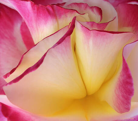 Abstract Photograph - Rose Love by Barbara Siegel