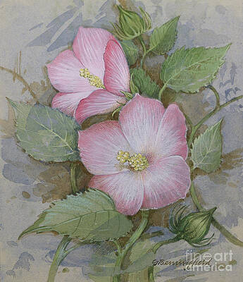 Tree Painting - Rose Mallow by Gordon Beningfield