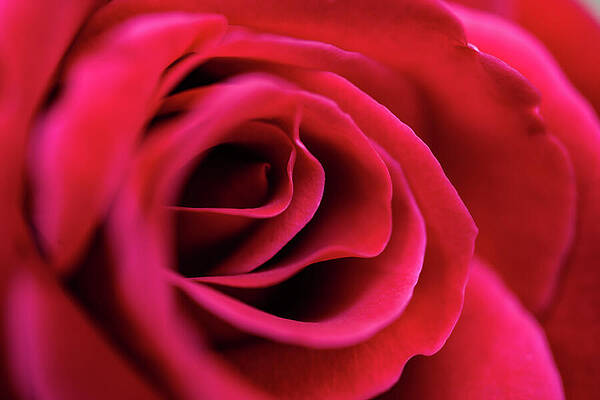 California Wall Art featuring the photograph Rose Santa Cruz California by Tommy Farnsworth