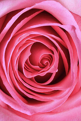 Large Wall Art featuring the photograph Rose by Todd Wilkinson