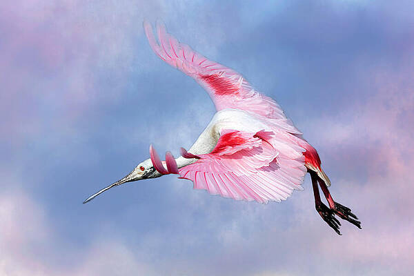 Blue Photograph - Roseate-33E by Sally Fuller