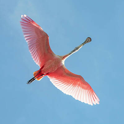 Sky Wall Art featuring the photograph Roseate 59A by Sally Fuller