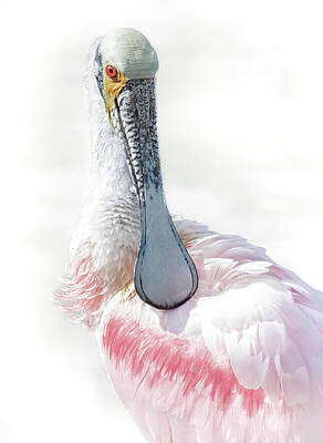 Wall Art featuring the photograph Roseate Spoonbill 1 by Rebecca Herranen