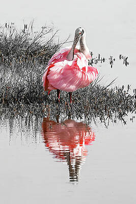 Pink Spoonbill in Marsh Wall Art