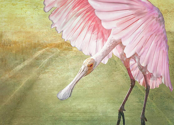 Wall Art featuring the mixed media Roseate Spoonbill In Flight Landing by Rebecca Herranen