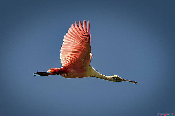 Egret Photograph - Roseate Spoonbill In Flight by Rene Vasquez