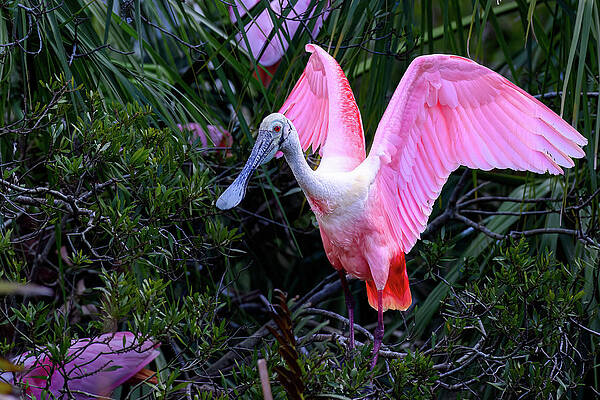 Wall Art featuring the photograph Roseate Spoonbill Liftoff by William D Briscoe