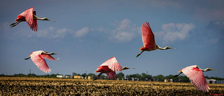 Egret Photograph - Roseate Spoonbills In Flight by Rene Vasquez