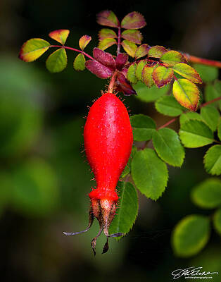 Vibrant Photograph - Rosehip by Joe Fisher