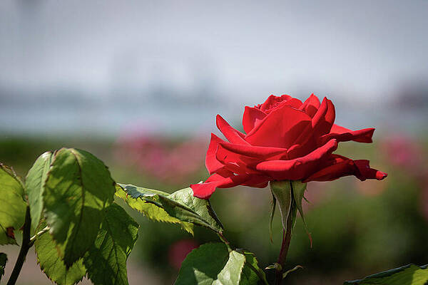 Nature Wall Art featuring the photograph Roses In Duluth by Mark Triplett