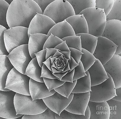 Symmetrical Succulent Close-Up Wall Art