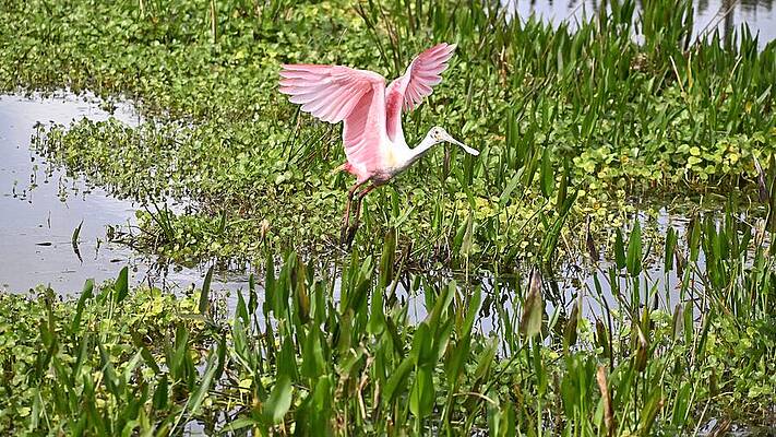 Bird Wall Art featuring the photograph Rosette Spoonbill A02 by David McKinney