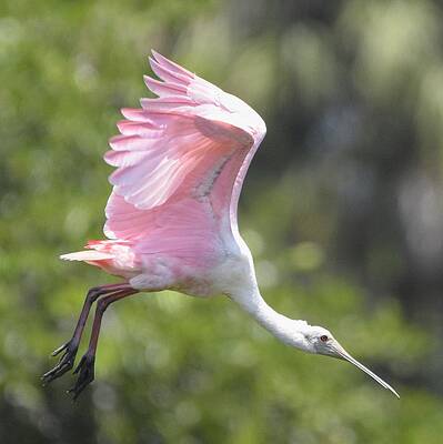Nature Photograph - Roseate Spoonbill In Flight by David McKinney