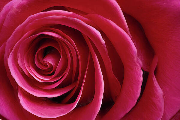 Nature Wall Art featuring the photograph Rosey by Dodie Ross