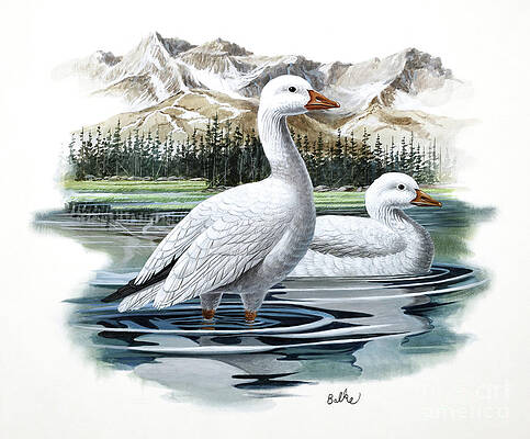 Ross's Goose Print