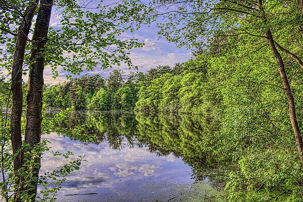 Wall Art featuring the photograph Rothschild Spring Green Up by Dale Kauzlaric