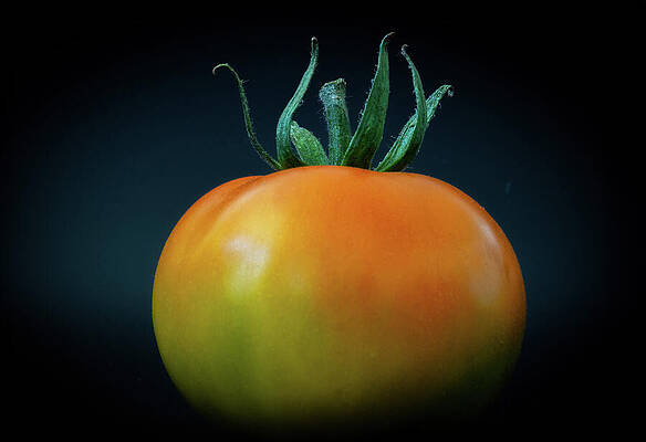 Wall Art featuring the photograph Rotund Mr. Stripey by Joe Schofield
