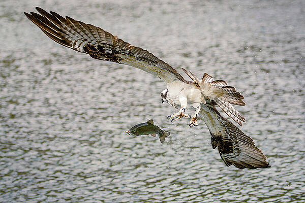 Wild Photograph - Rough Day To Be A Trout by Mike Lee