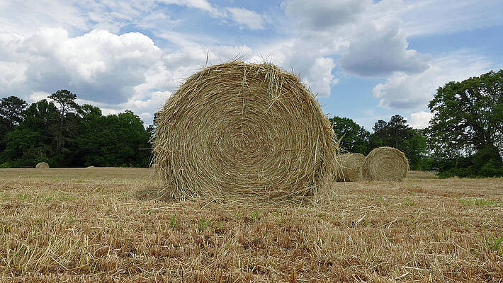 Newberry Wall Art featuring the photograph Round Bale by Brian Hare