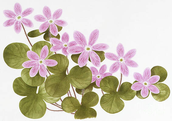 Nature Wall Art featuring the painting Round-lobed Hepatica - Wildflowers Of The 50 States by Kristin Rosenberg