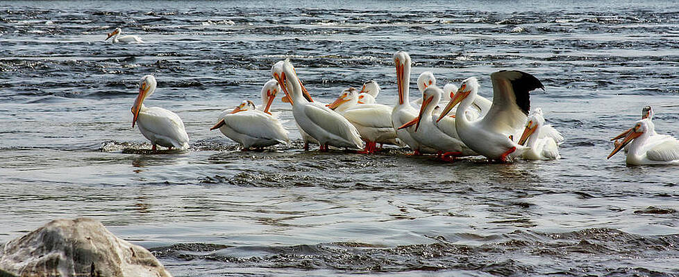 Spring Photograph - Row Of Pelicans, Ontario by Tatiana Travelways