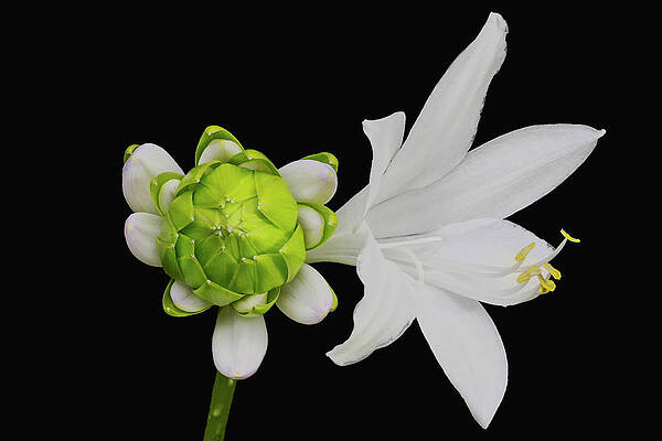 Flower Wall Art featuring the photograph Royal Standard Hosta by Charles Floyd