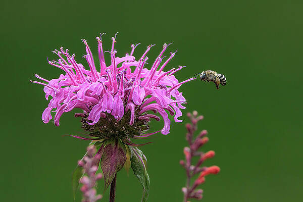 Flower Photograph - Royal Treatment by Tim Lyden